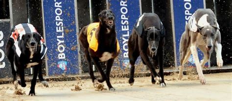 shelbourne park results|Shelbourne Park Greyhound Results .